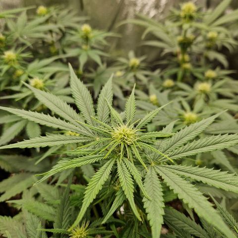 Sticky Orange XXL Automatic growlog timeline photo