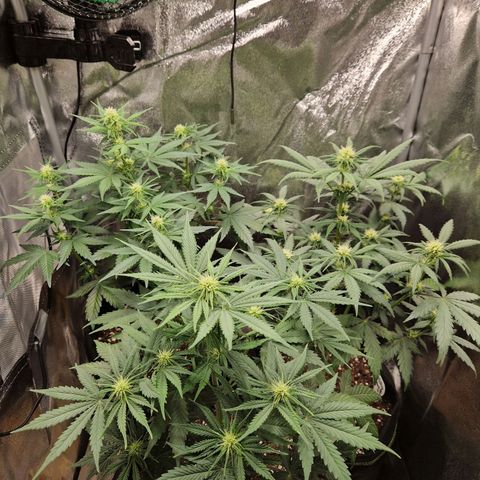 Sticky Orange XXL Automatic growlog timeline photo