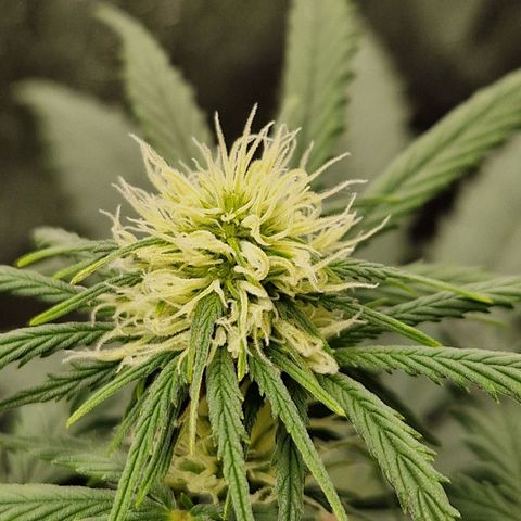 Sticky Orange XXL Automatic growlog timeline photo