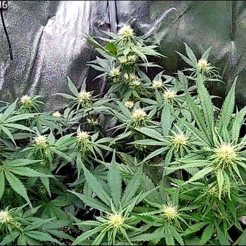 Sticky Orange XXL Automatic growlog timeline photo