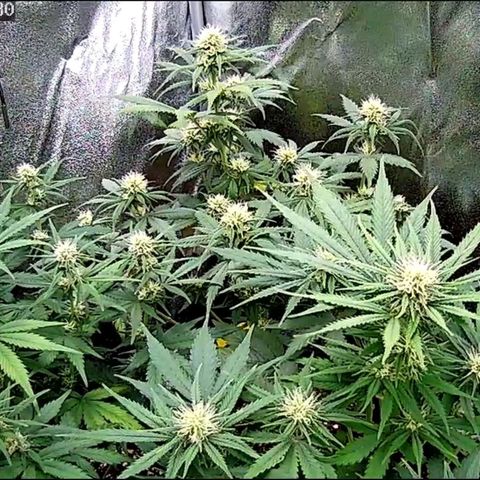 Sticky Orange XXL Automatic growlog timeline photo