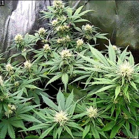 Sticky Orange XXL Automatic growlog timeline photo