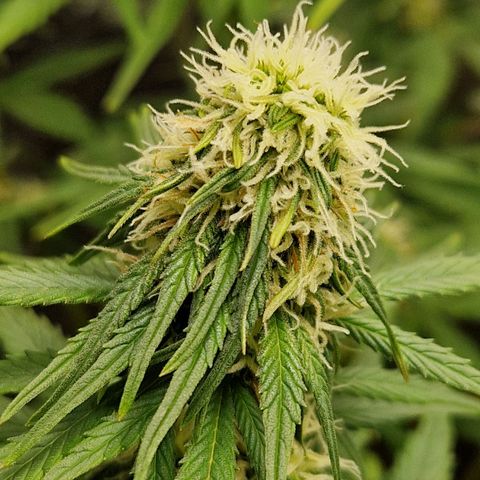 Sticky Orange XXL Automatic growlog timeline photo