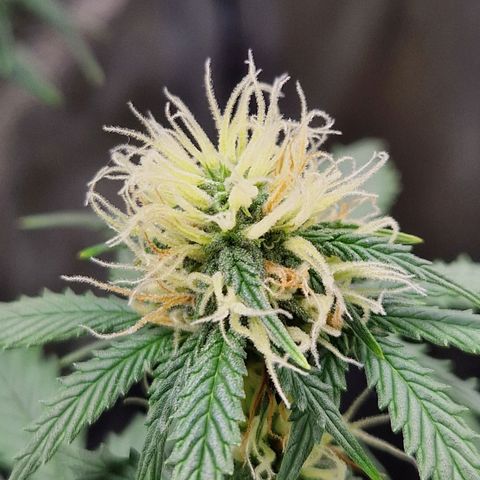 Sticky Orange XXL Automatic growlog timeline photo