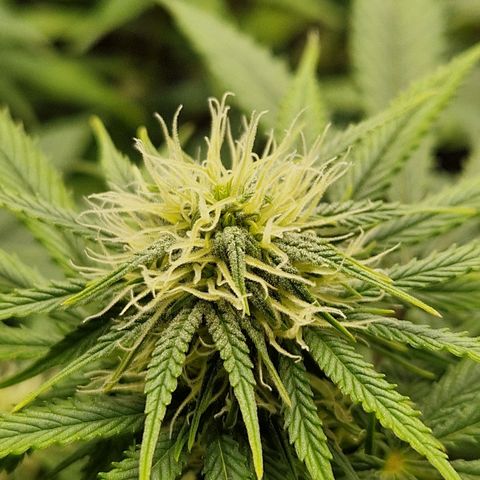 Sticky Orange XXL Automatic growlog timeline photo
