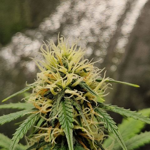 Sticky Orange XXL Automatic growlog timeline photo