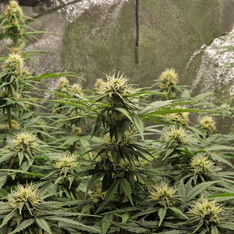 Sticky Orange XXL Automatic growlog timeline photo