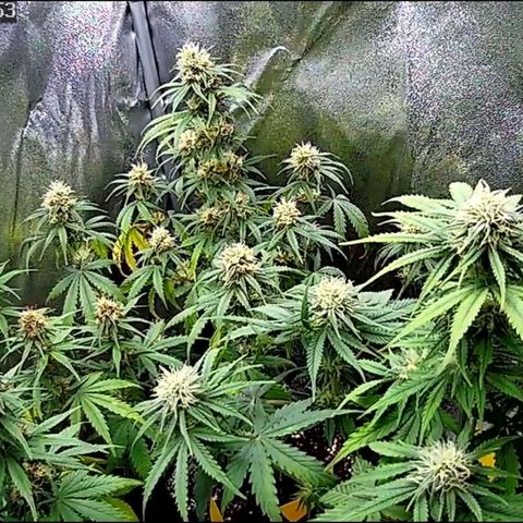 Sticky Orange XXL Automatic growlog timeline photo