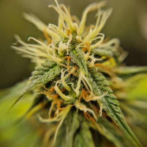 Sticky Orange XXL Automatic growlog timeline photo
