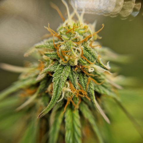 Sticky Orange XXL Automatic growlog timeline photo