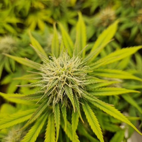 Sticky Orange XXL Automatic growlog timeline photo
