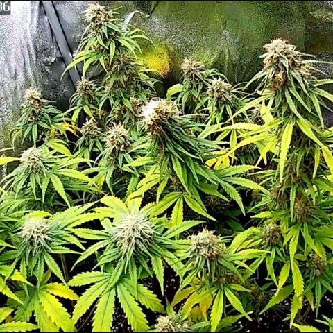 Sticky Orange XXL Automatic growlog timeline photo