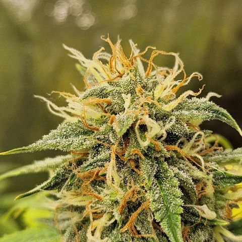 Sticky Orange XXL Automatic growlog timeline photo