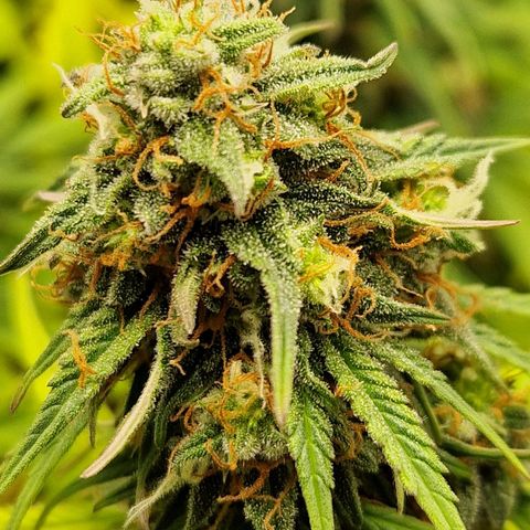 Sticky Orange XXL Automatic growlog timeline photo