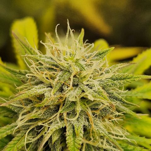 Sticky Orange XXL Automatic growlog timeline photo