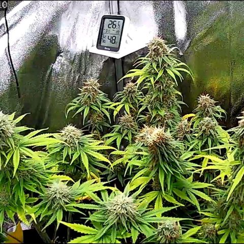 Sticky Orange XXL Automatic growlog timeline photo