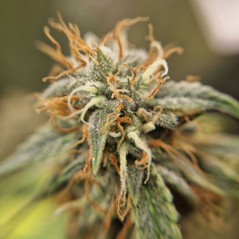 Sticky Orange XXL Automatic growlog photo: Ca 30% bernsteinfarbene Trichome. Spätestens Ende der Woche ernten.
