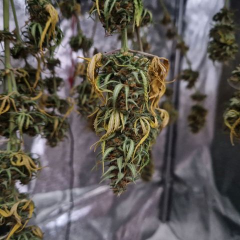 Sticky Orange XXL Automatic growlog timeline photo