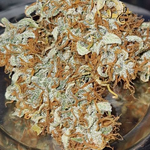 Sticky Orange XXL Automatic growlog timeline photo