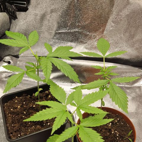 Random Seed Experiment  growlog timeline photo