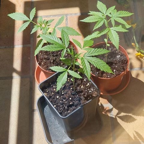 Random Seed Experiment  growlog timeline photo