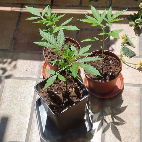 Random Seed Experiment  growlog timeline photo