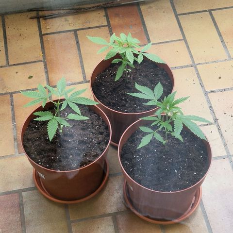 Random Seed Experiment  growlog timeline photo