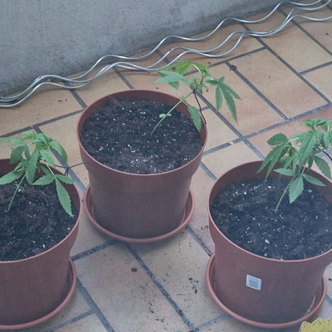 Random Seed Experiment  growlog timeline photo