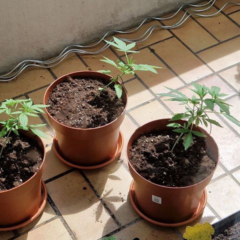 Random Seed Experiment  growlog timeline photo