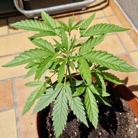 Random Seed Experiment  growlog timeline photo