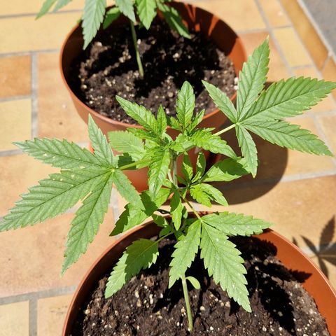 Random Seed Experiment  growlog timeline photo
