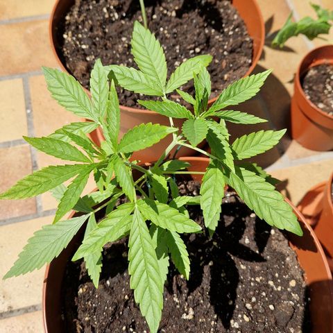 Random Seed Experiment  growlog timeline photo