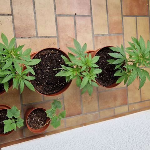 Random Seed Experiment  growlog timeline photo