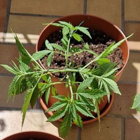 Random Seed Experiment  growlog timeline photo