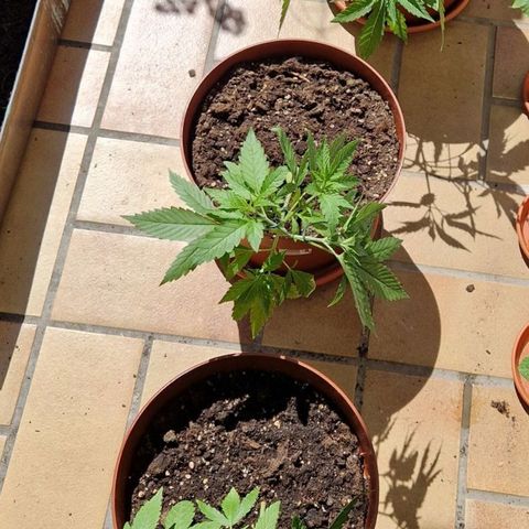 Random Seed Experiment  growlog timeline photo