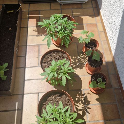 Random Seed Experiment  growlog timeline photo