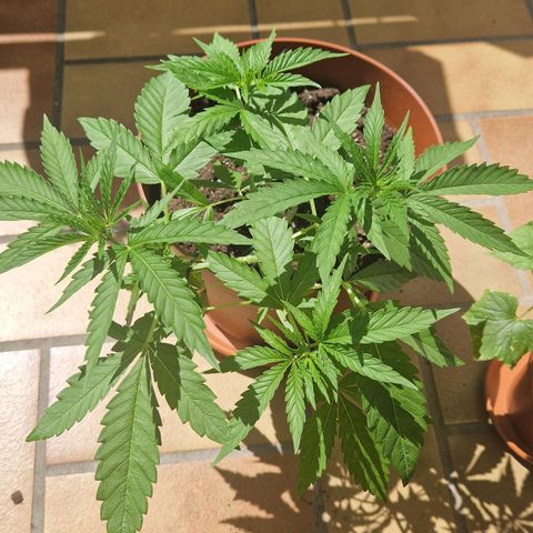Random Seed Experiment  growlog timeline photo