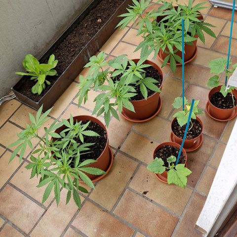 Random Seed Experiment  growlog timeline photo