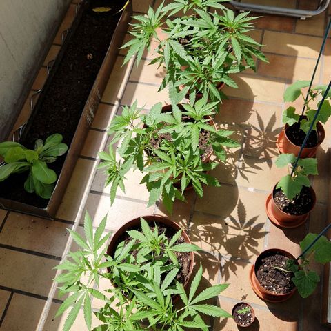 Random Seed Experiment  growlog timeline photo