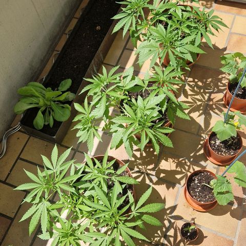 Random Seed Experiment  growlog timeline photo