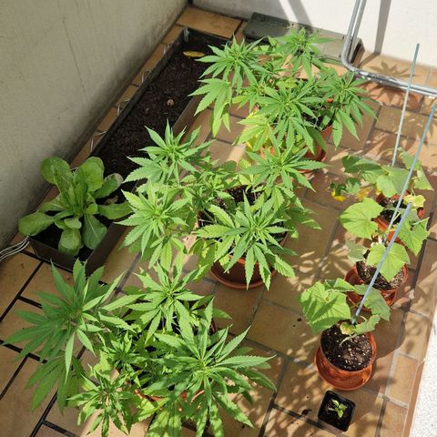 Random Seed Experiment  growlog timeline photo