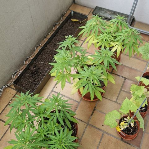 Random Seed Experiment  growlog timeline photo