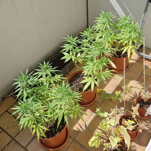 Random Seed Experiment  growlog timeline photo