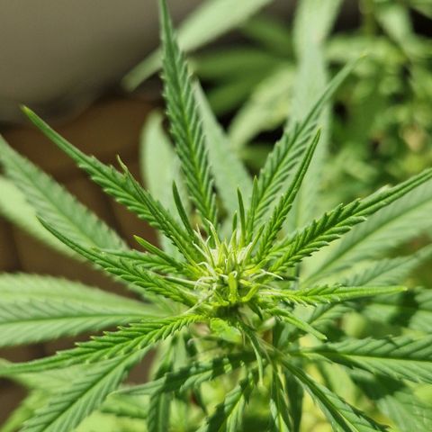 Random Seed Experiment  growlog timeline photo