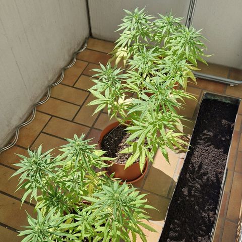 Random Seed Experiment  growlog timeline photo