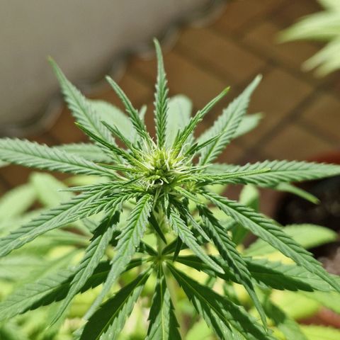 Random Seed Experiment  growlog timeline photo