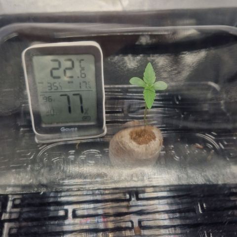 Fullgas!                             (Strain Hunters) growlog timeline photo