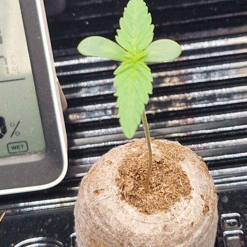 Fullgas!                             (Strain Hunters) growlog timeline photo