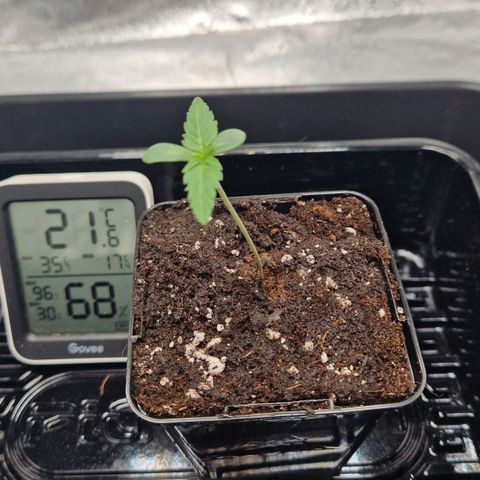 Fullgas!                             (Strain Hunters) growlog timeline photo