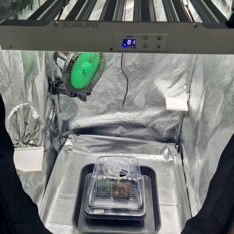 Fullgas!                             (Strain Hunters) growlog timeline photo